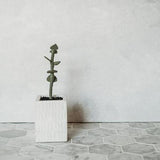 Jade Plant, Intermediate PDF Pattern