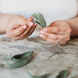 Trio of Air Plants, Advanced PDF Pattern