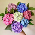 Hydrangea, SVG + PDF Digital Download