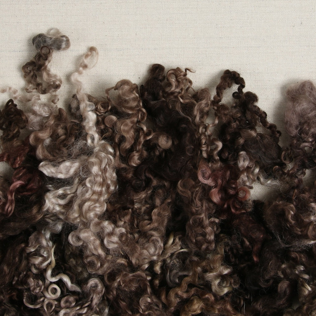 Wensleydale Curls, Morel Brown