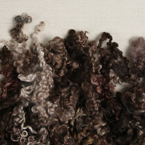 Wensleydale Curls, Morel Brown