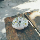 Daisy Mimosa, Pumpkin Pin Cushion