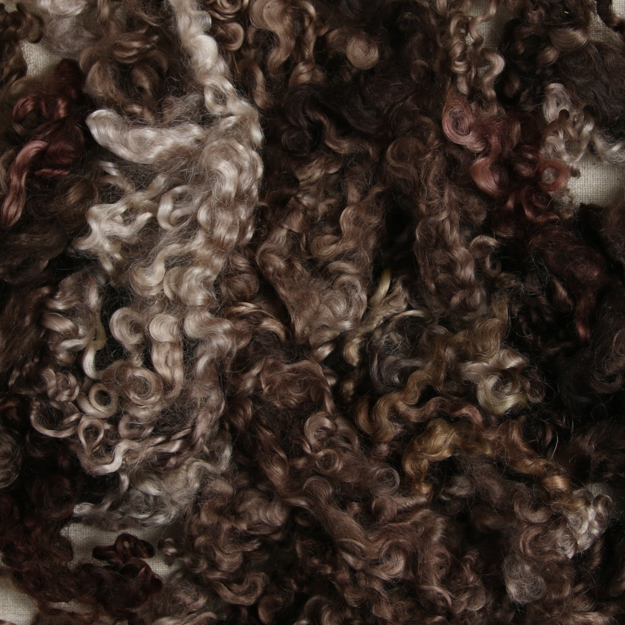 Wensleydale Curls, Morel Brown