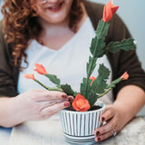 bear and barbaloot flowers, felt flower DIY, felt Christmas Cactus