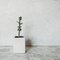 Jade Plant, Intermediate PDF Pattern